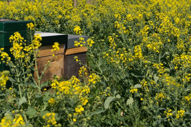 Bijenkasten in koolzaadveld